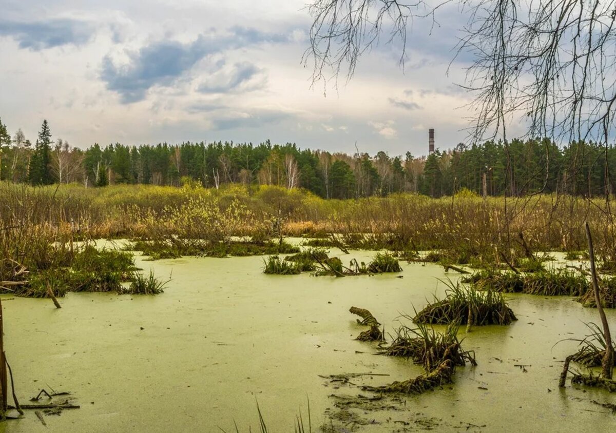 Топкое болото