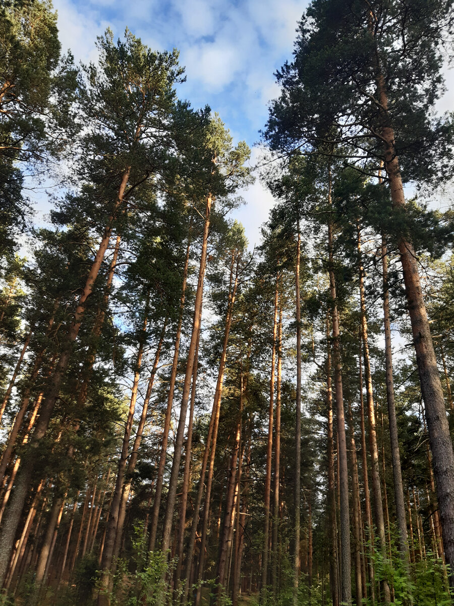 Дубна - 2021. Время бежит, люди уходят... Но сосны стоят. Моё место силы