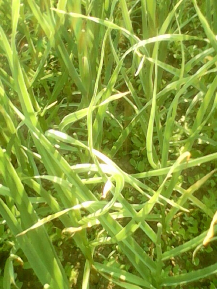 озимой чеснок