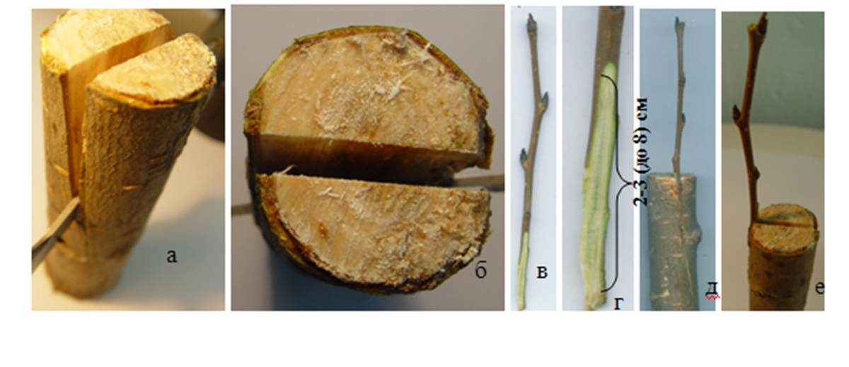Прививка в расщеп. Приспособление для прививки плодовых деревьев. Угол среза черенка для прививки. Срез при прививке ветки.