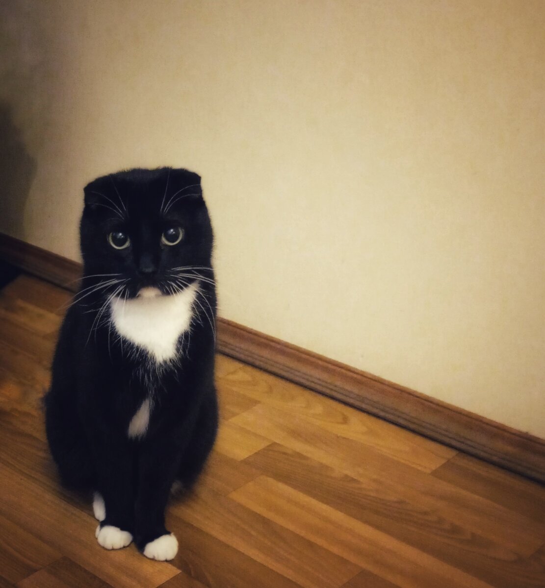 Но для начала полюбуйтесь на Сурена, защитника от бабочек и голубей