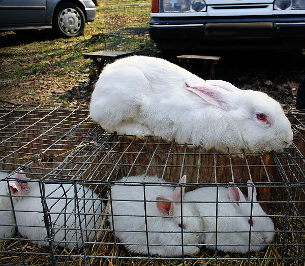 Кролики на ярмарке.