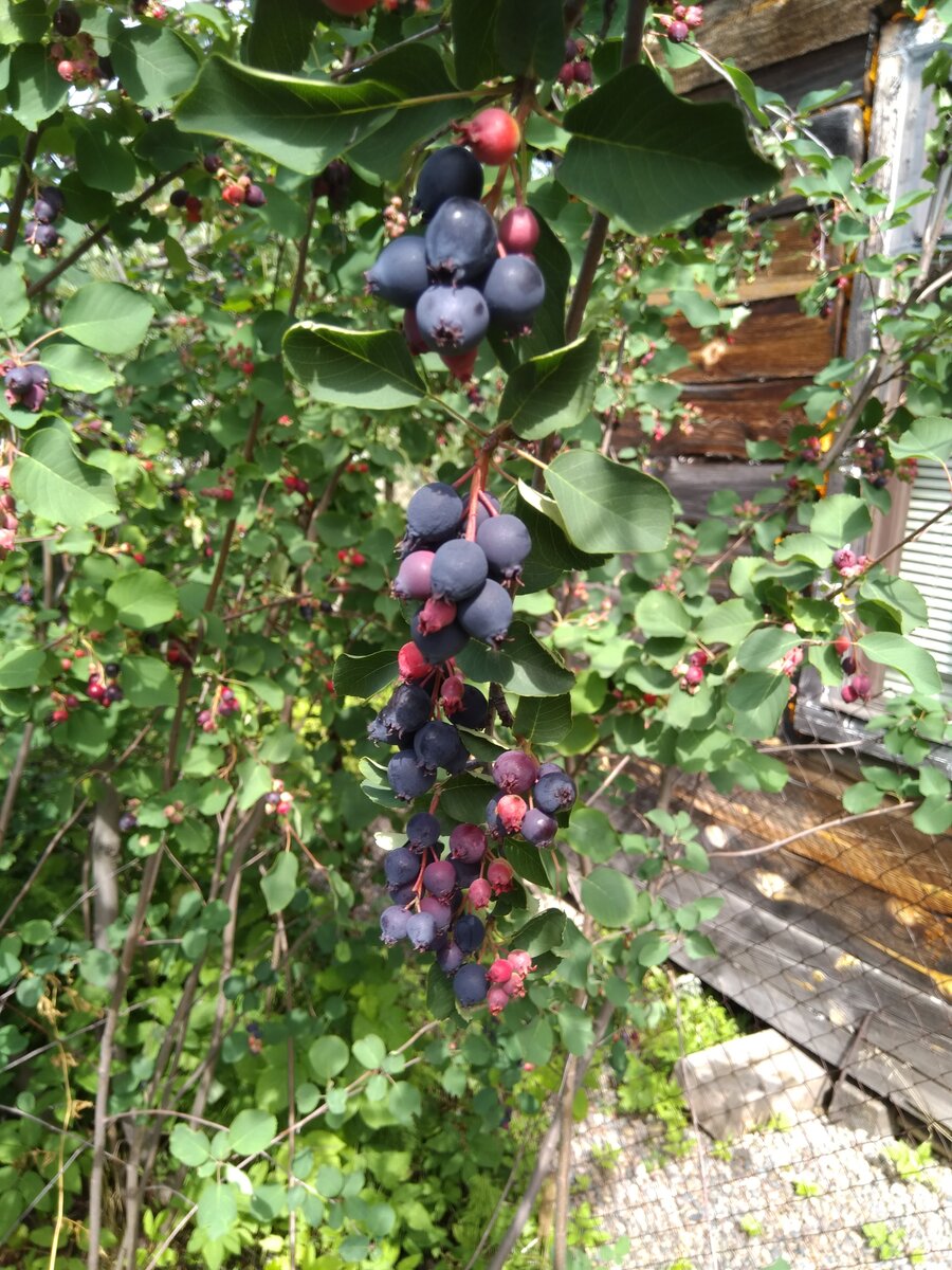 Фото автора. Ирга - северный виноград