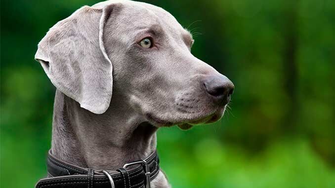 Дрессировка и воспитание 🐕 чихуахуа в домашних условиях