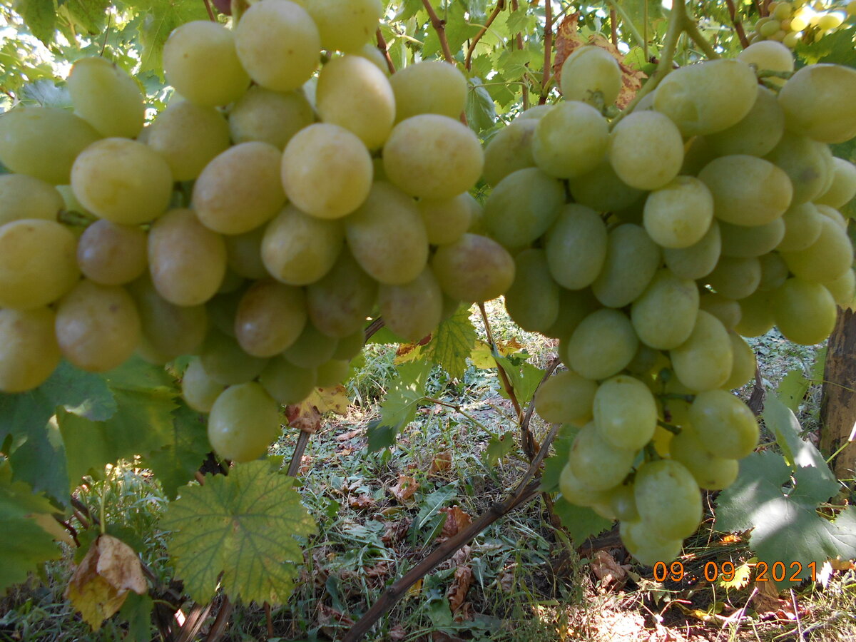 Ланселот - красавец как обычно