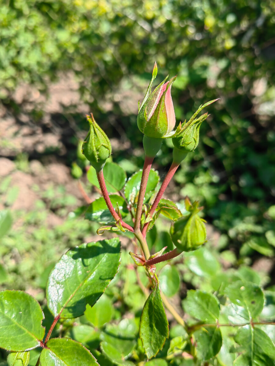 Вот эти бутончики. 