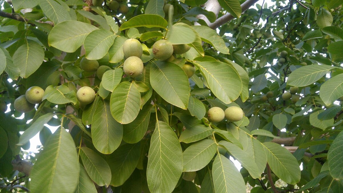 Орех грецкий (Juglans Regia). Грецкий орех идеал дерево. Грецкий орех Пинский. Juglans Regia дерево.