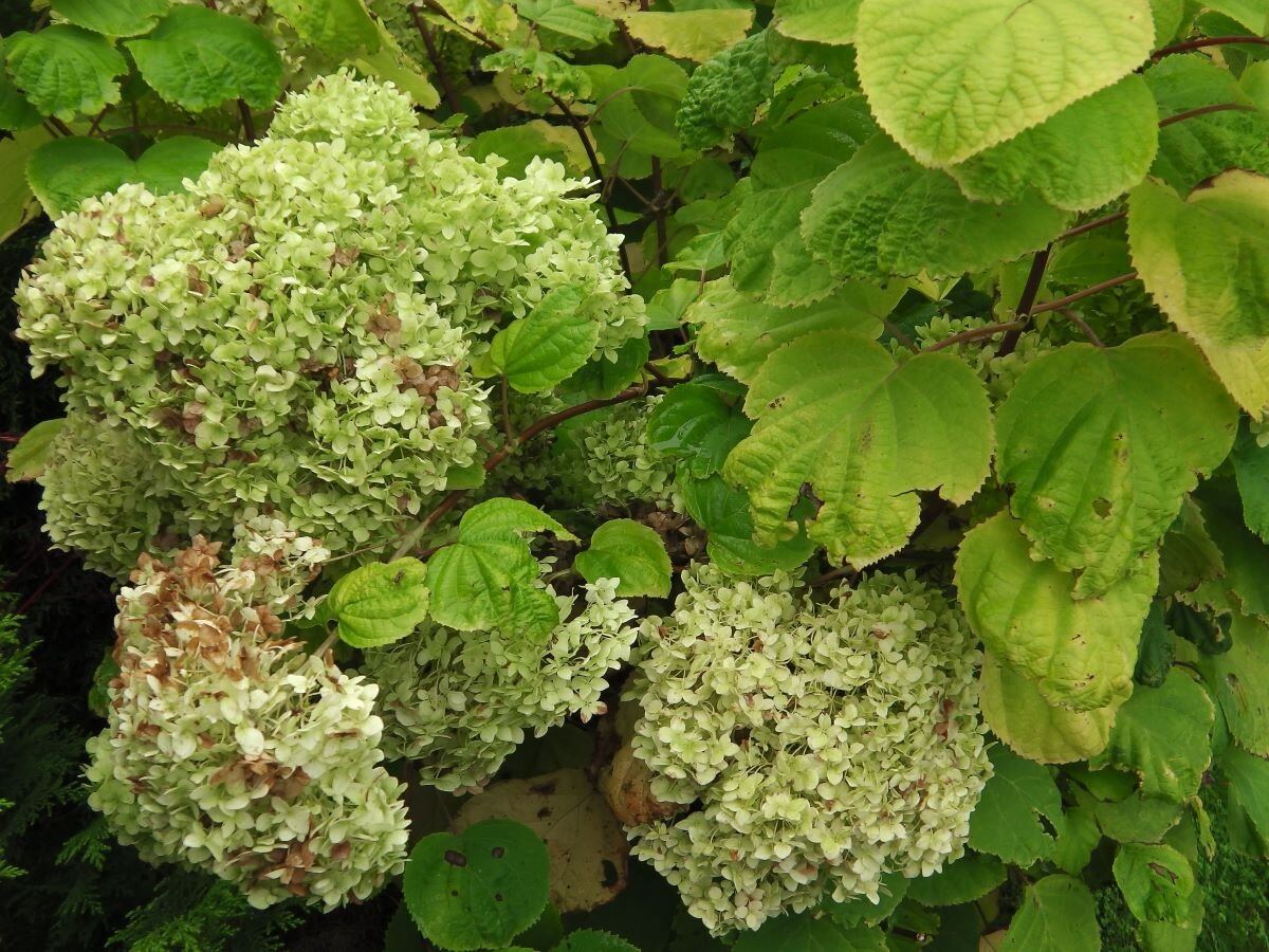 Древовидная гортензия осенью. Фото автора