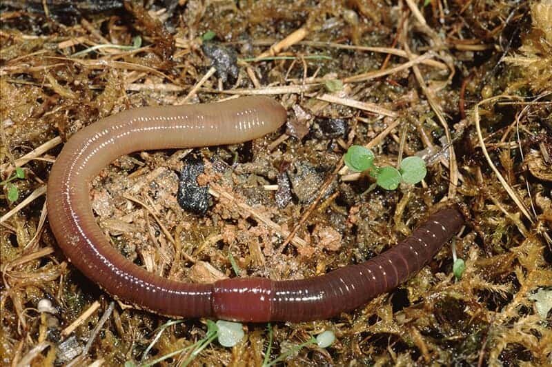 Дождевой тип. 85. Lumbricus terrestris – дождевой червь обыкновенный. Trugon terrestris.