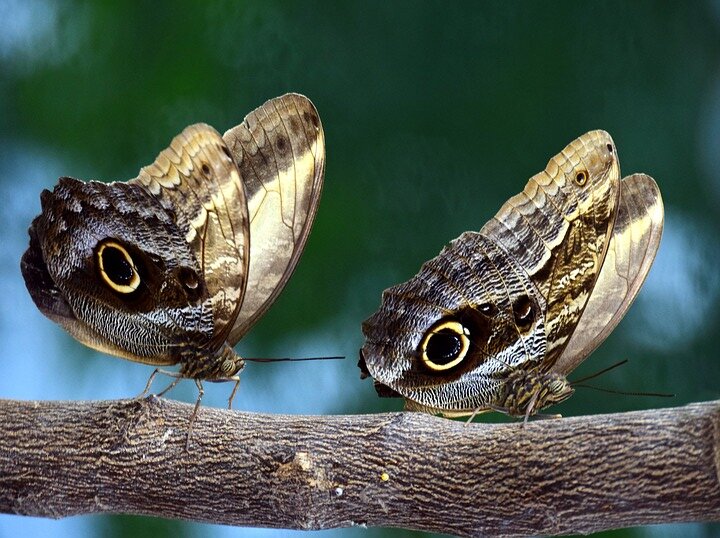 Изображение из открытого источника. Pixabay.com/ru/   