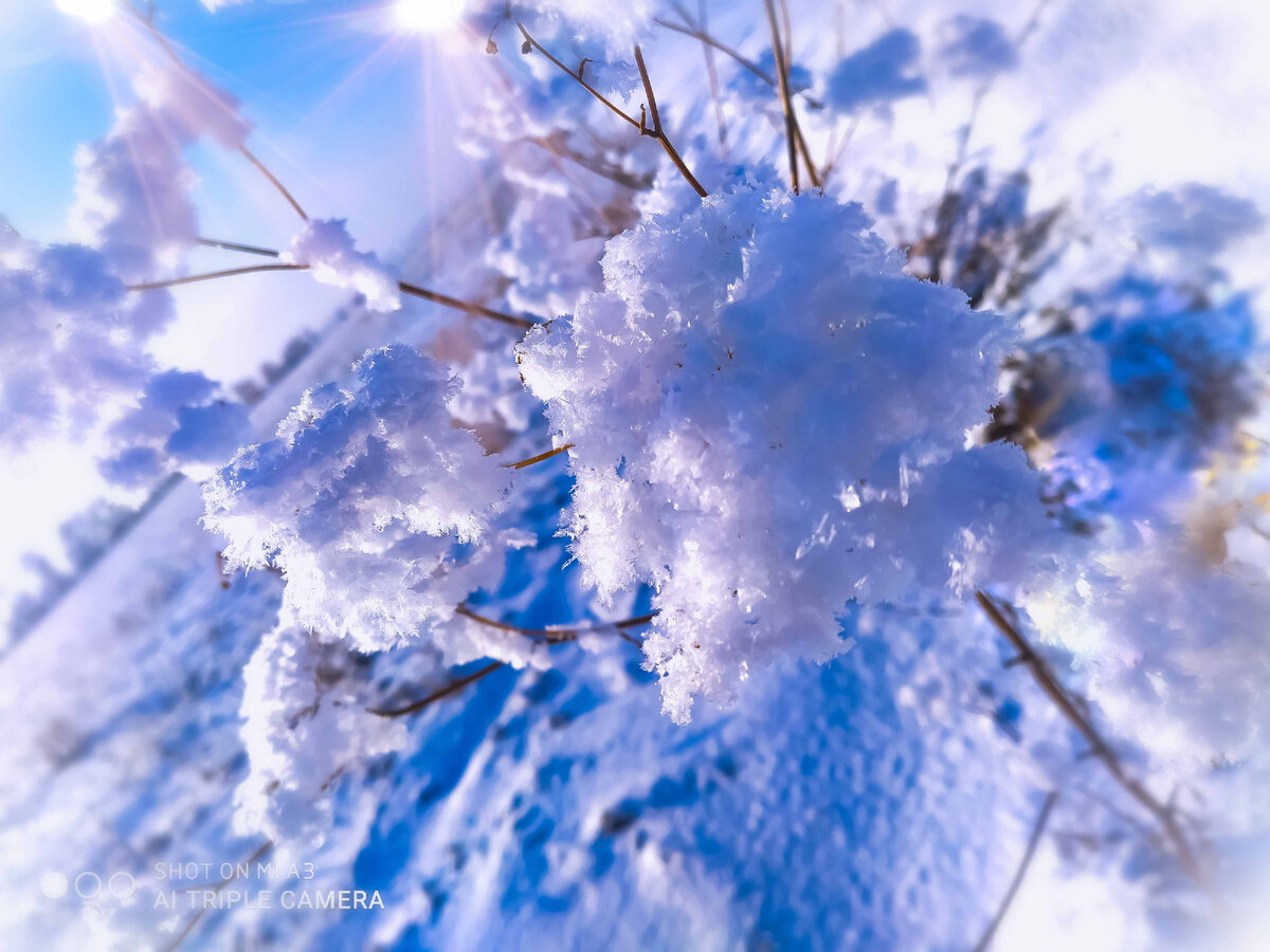 Сухостой со снежной шапкой. До того красиво, что пришлось ради столь ценного кадра остановиться, выйти из машины  и сделать фото. На закате зрелище непередаваемое, а на меня проезжающие мимо люди смотрели косо, еще бы, ползаю по сугробу вокруг сорняка с телефоном в руках. 