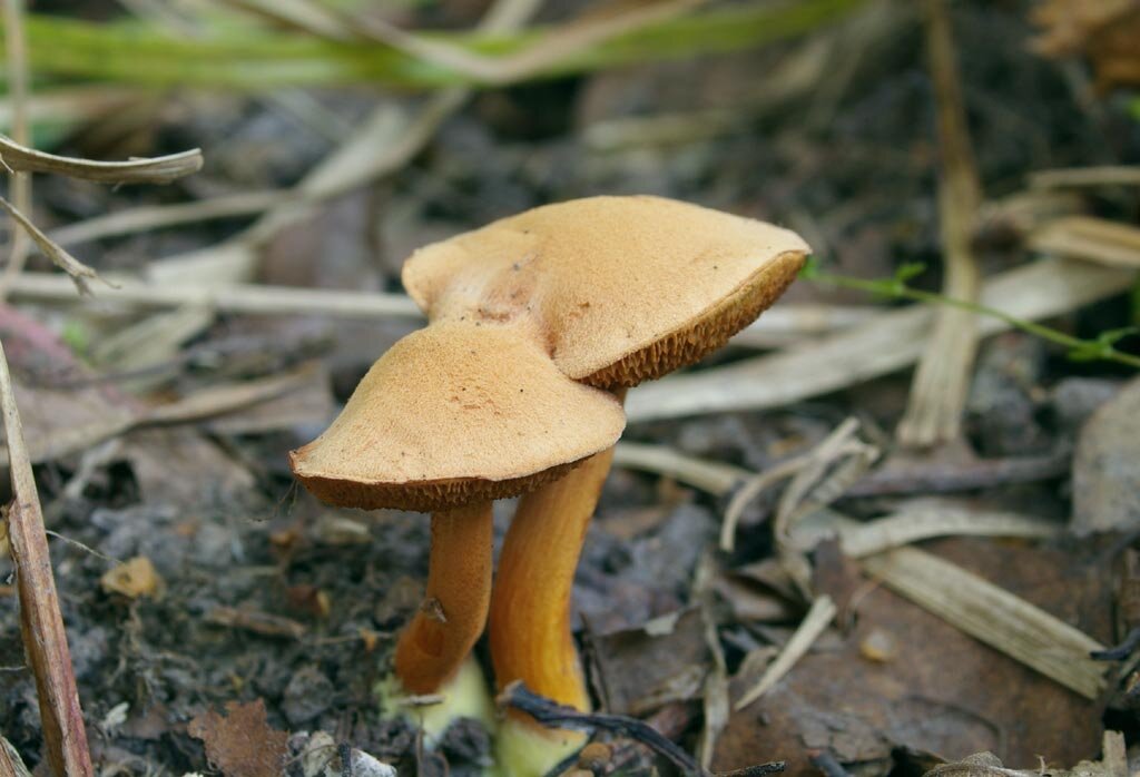 Перечный гриб. Масленок перечный (Chalciporus piperatus). Моховик масленок перечный гриб. Перечный гриб и Козляк. Моховик перечный гриб съедобный.