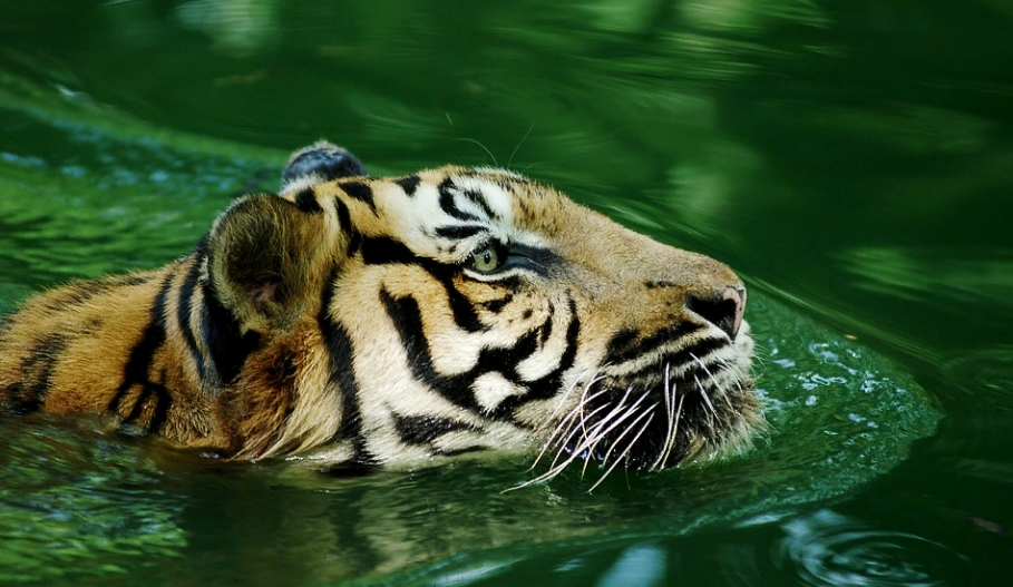 Меню хищника: что нельзя готовить для новогоднего стола 2022