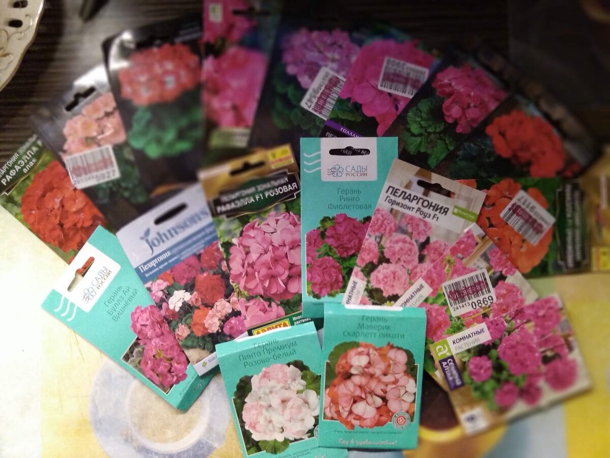 Герань у меня не получилась, взошло очень мало, так как  сеяла первый раз и опыта совсем нет. Надо было семена перед посевом потереть наждачкой и лучше прорастить. Ну штук 20 взошло, на цветник хватит и лучшие по расцветке кустики оставлю для дома. 