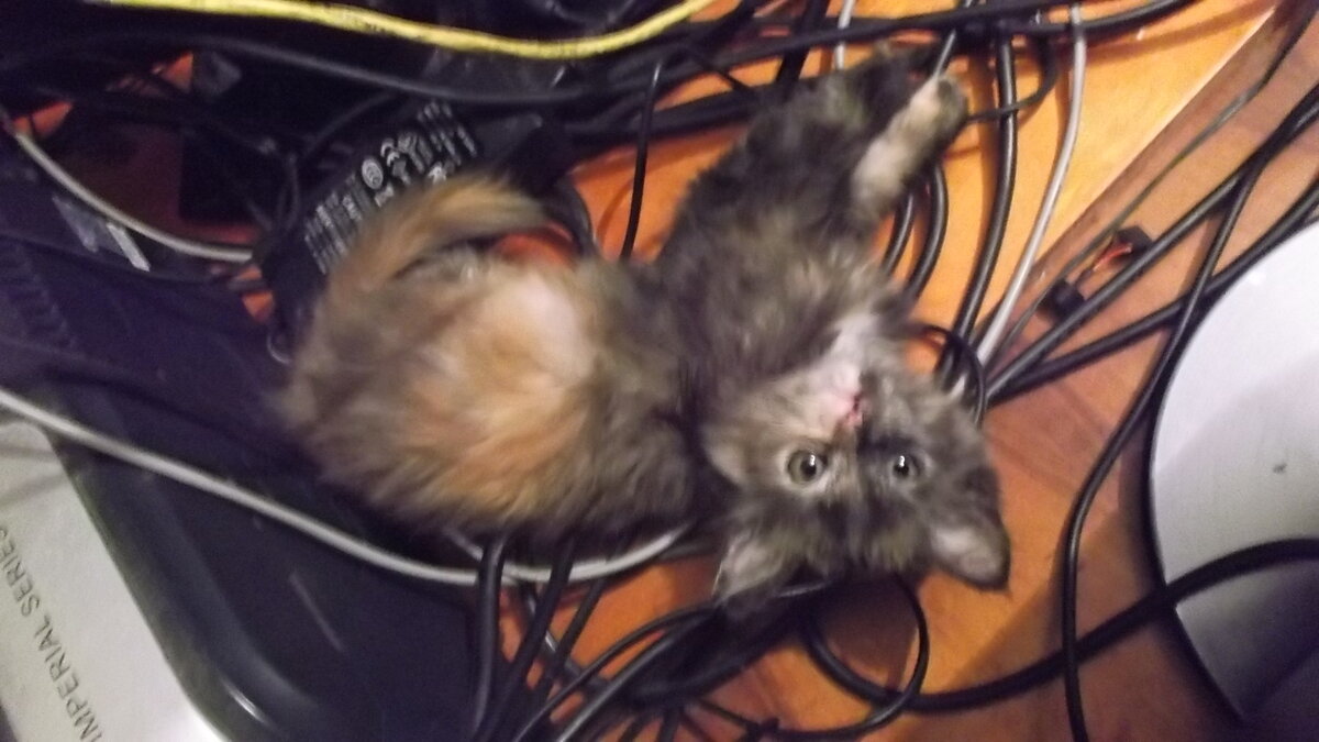 Ириска - фото автора