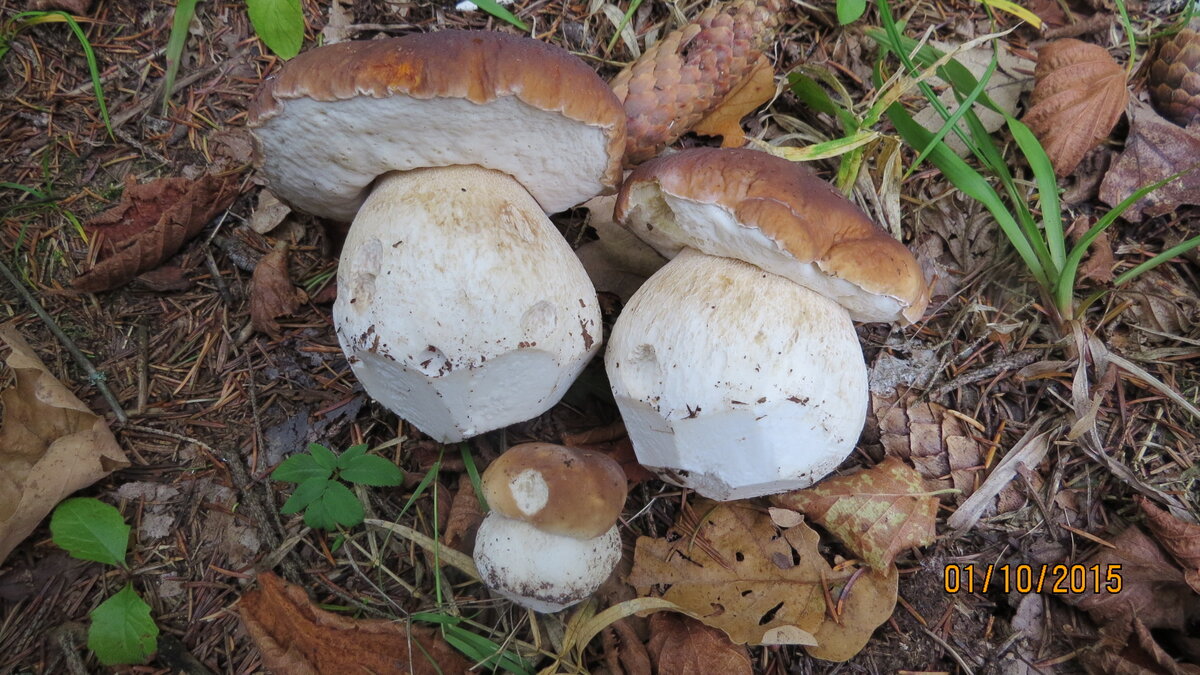 Ну прелесть же!