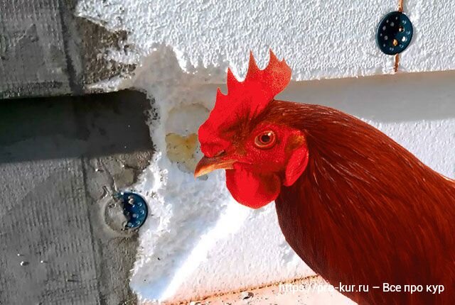 вреден ли пенопласт курам. пенопласт для кур клевать. пенопласт вредный для кур. пенопласт курам. вреден ли пенопласт курам.