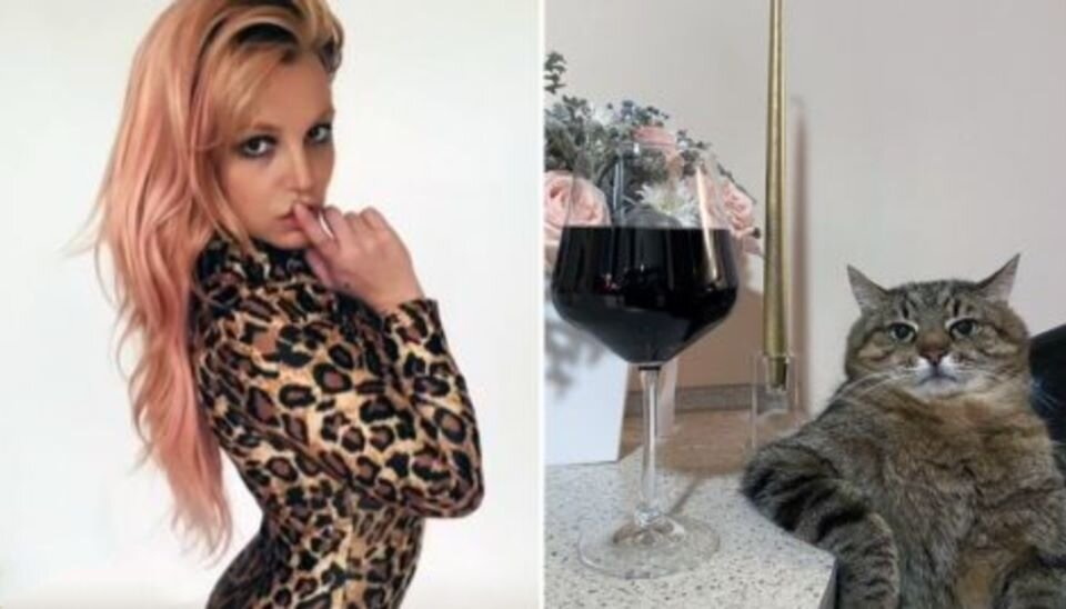 Степан и Бритни – две звезды