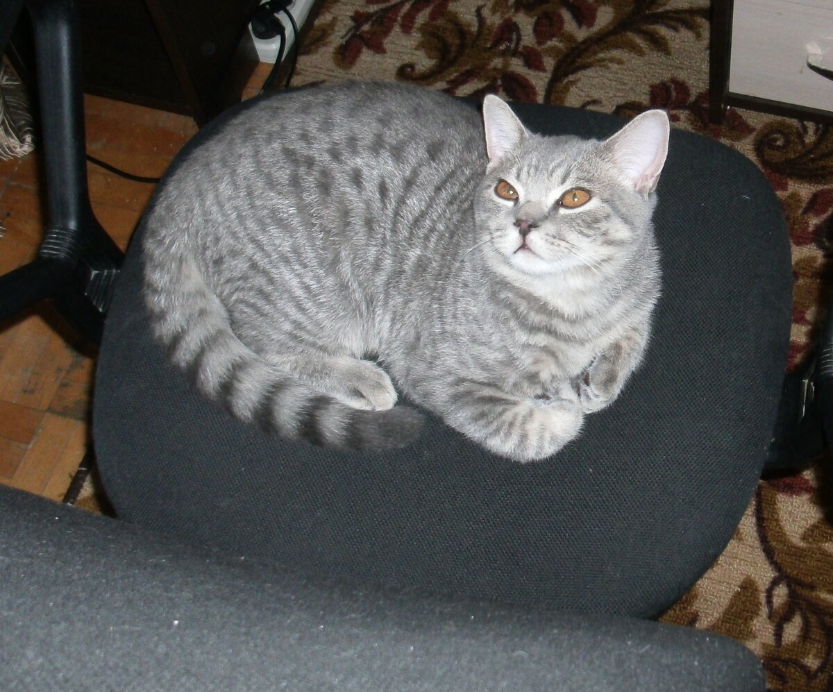 Шотландский прямоухий котёнок. Фото автора.