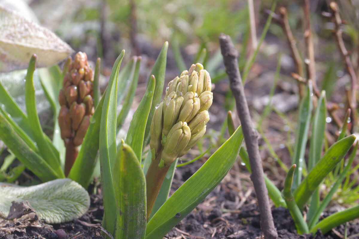 Уже скоро (фото И.Лебединского)