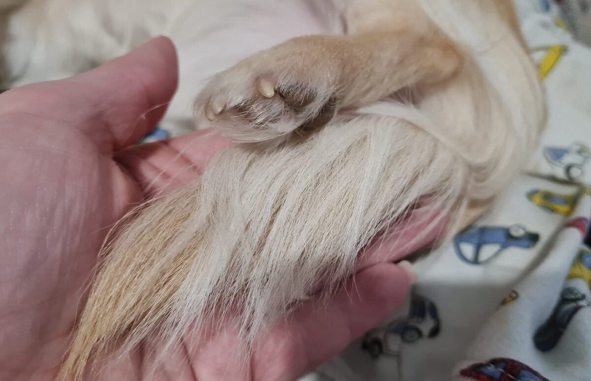 Вот такое собачье богатство)) 