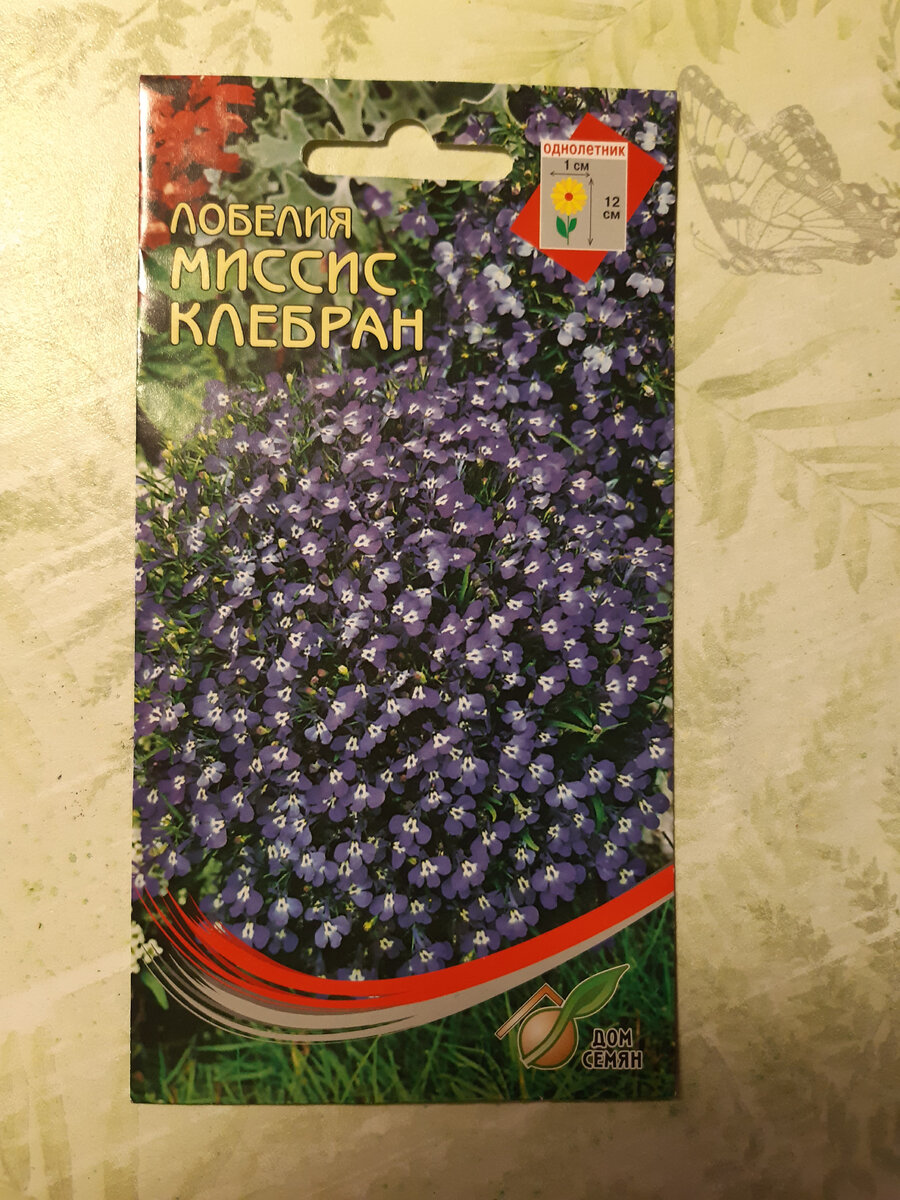 Фото 2. Лобелия низкорослая Мисс «Лебран»