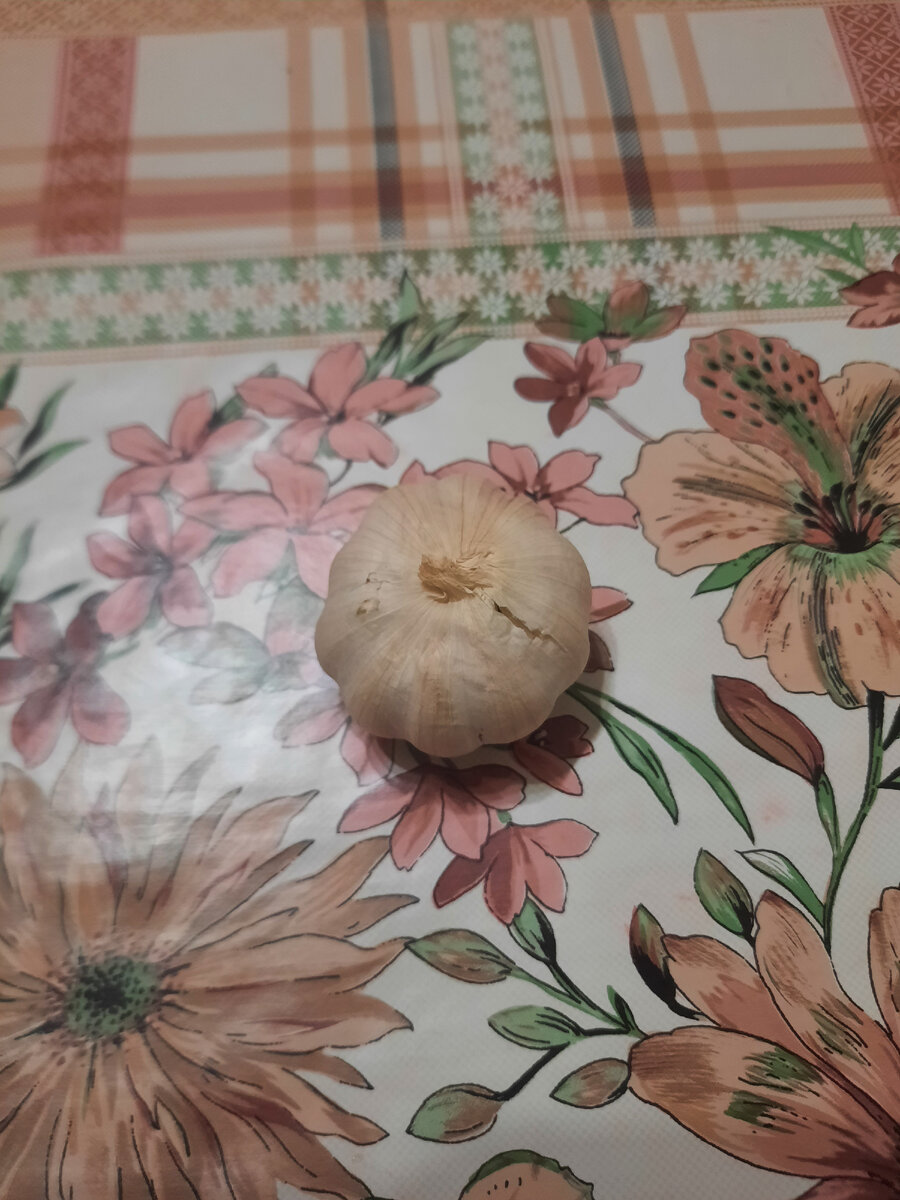 Головка чеснока