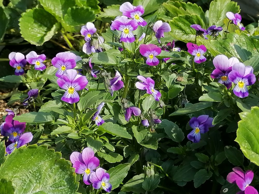 Анютины глазки, фото автора