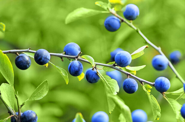 ягоды терна