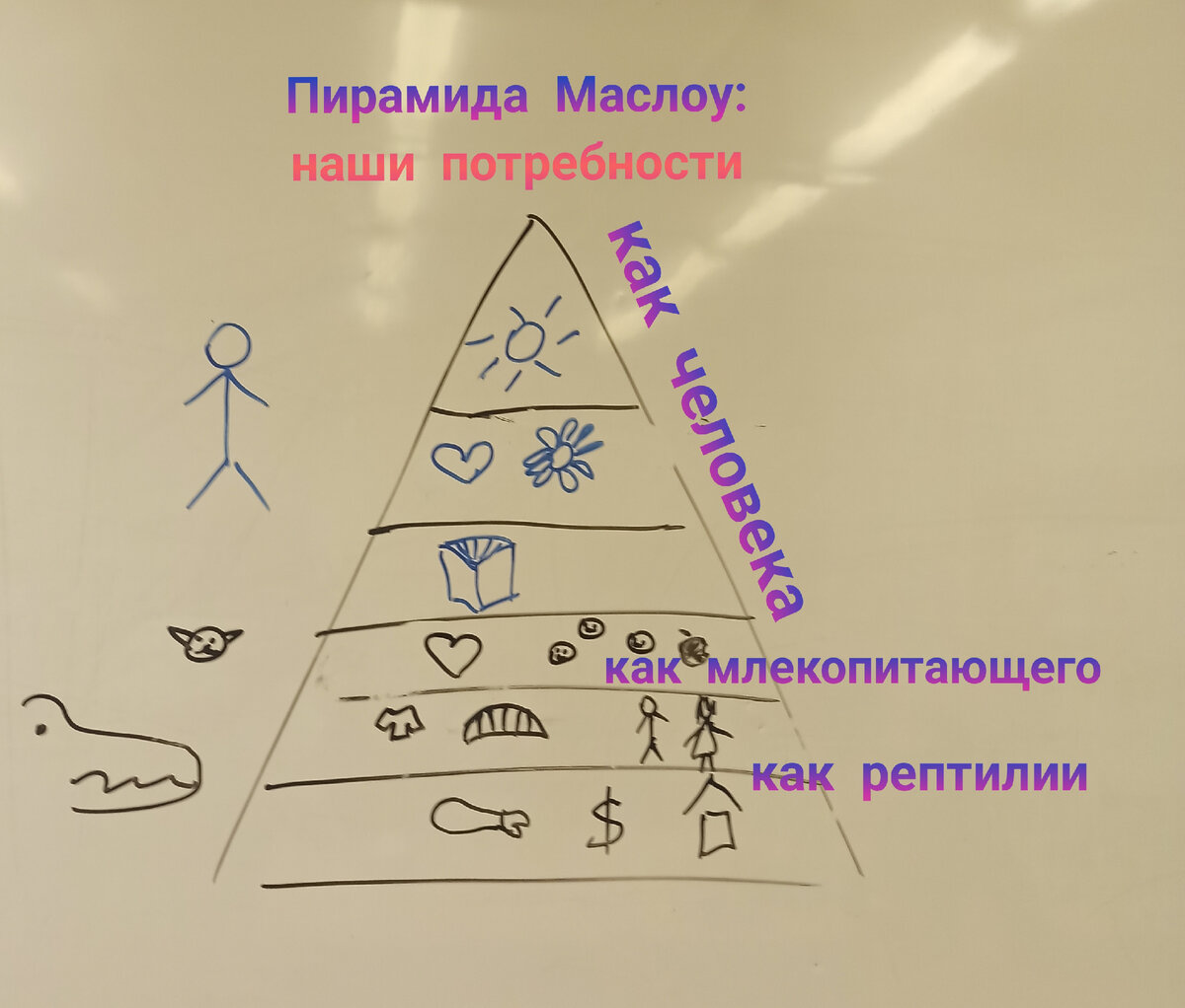 Особенности содержания лягушек в домашних условиях