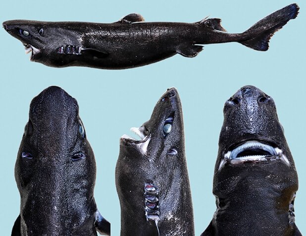Кипельно-чёрная акула🦈