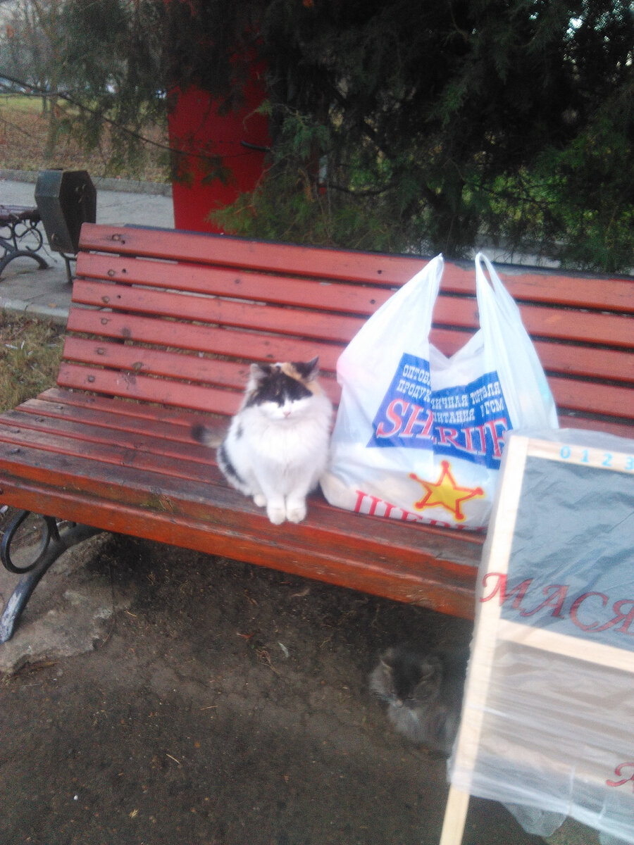 такую красавицу мы встретили в городе