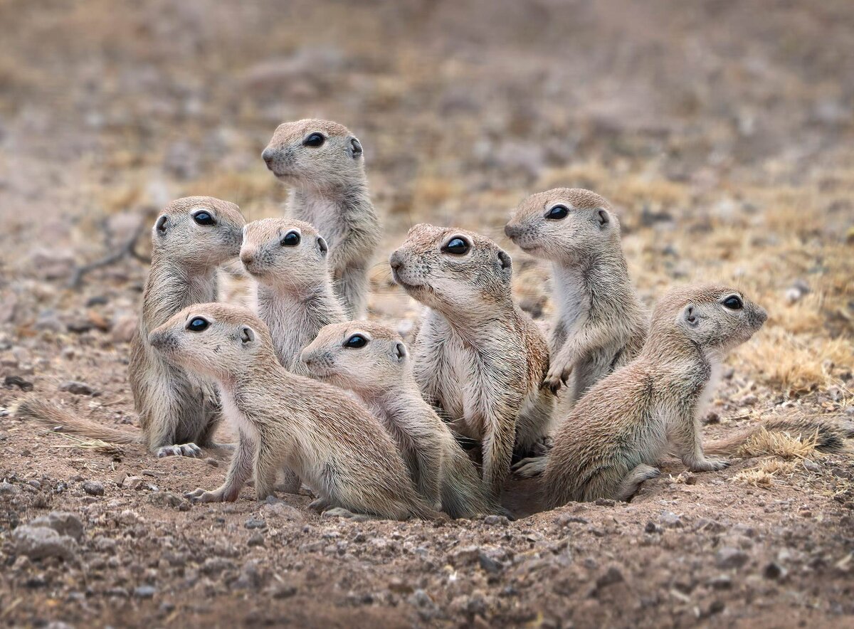 © Lea Lee Inoue / Nature Photographer of the Year 2021