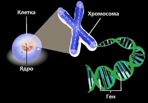Рисунок из интернета: https://nervnaya.ru