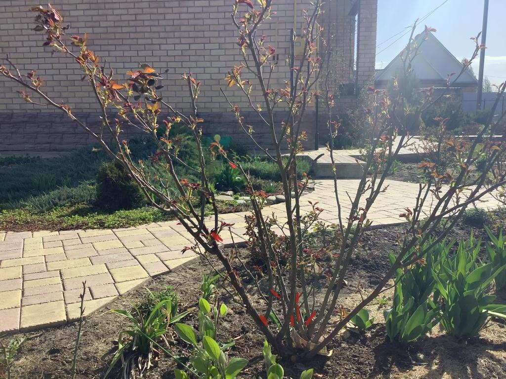 Красным выделены побеги, направленные внутрь куста, которые необходимо вырезать.