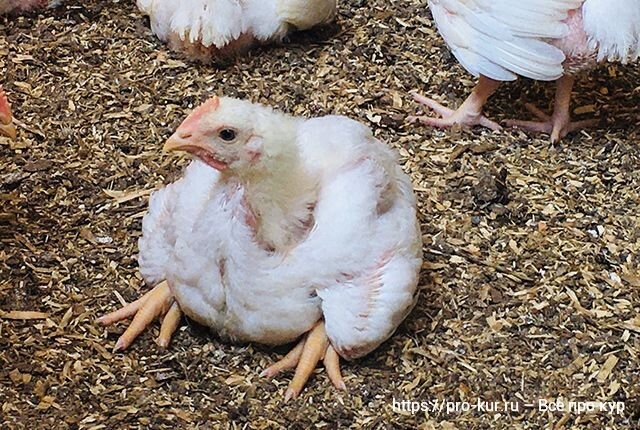 Болезни бройлерных цыплят и их лечение