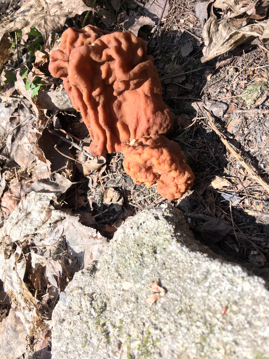 Строчок гигас