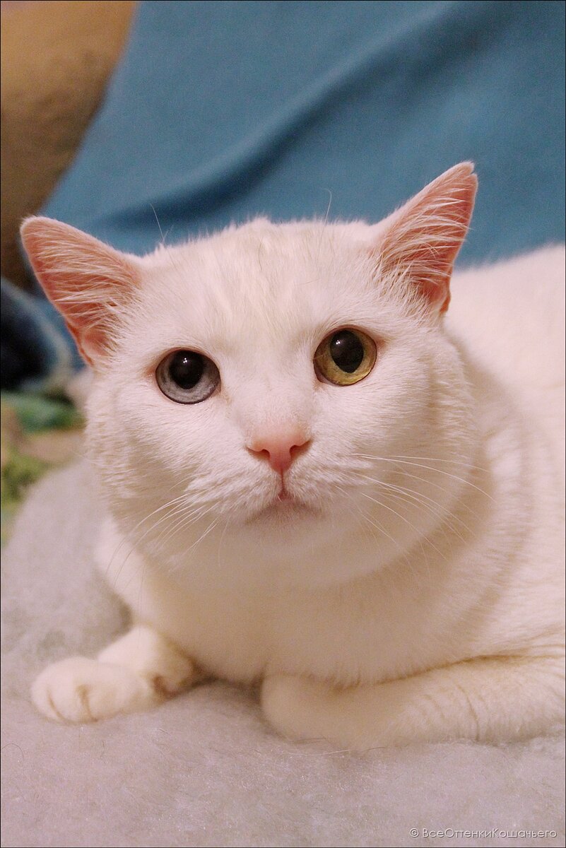 © ВСЕ ОТТЕНКИ КОШАЧЬЕГО. Кошка Банни 🐱