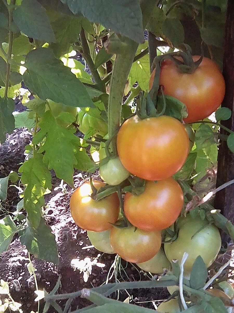 Помидорчики зреют на кусту. 