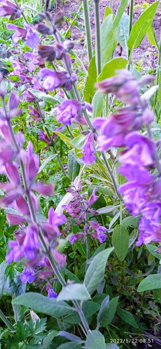 Цветет шалфей