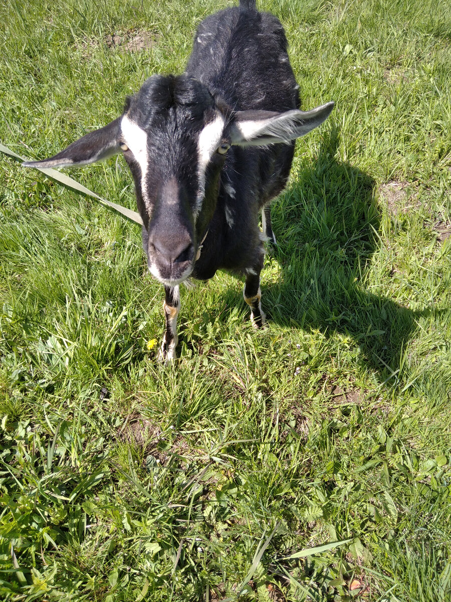 Амбициозная Екатерина