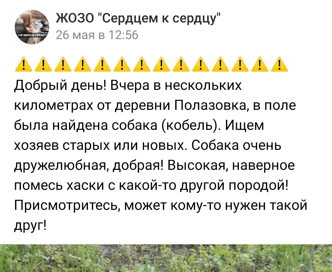 самый первый пост про Балто