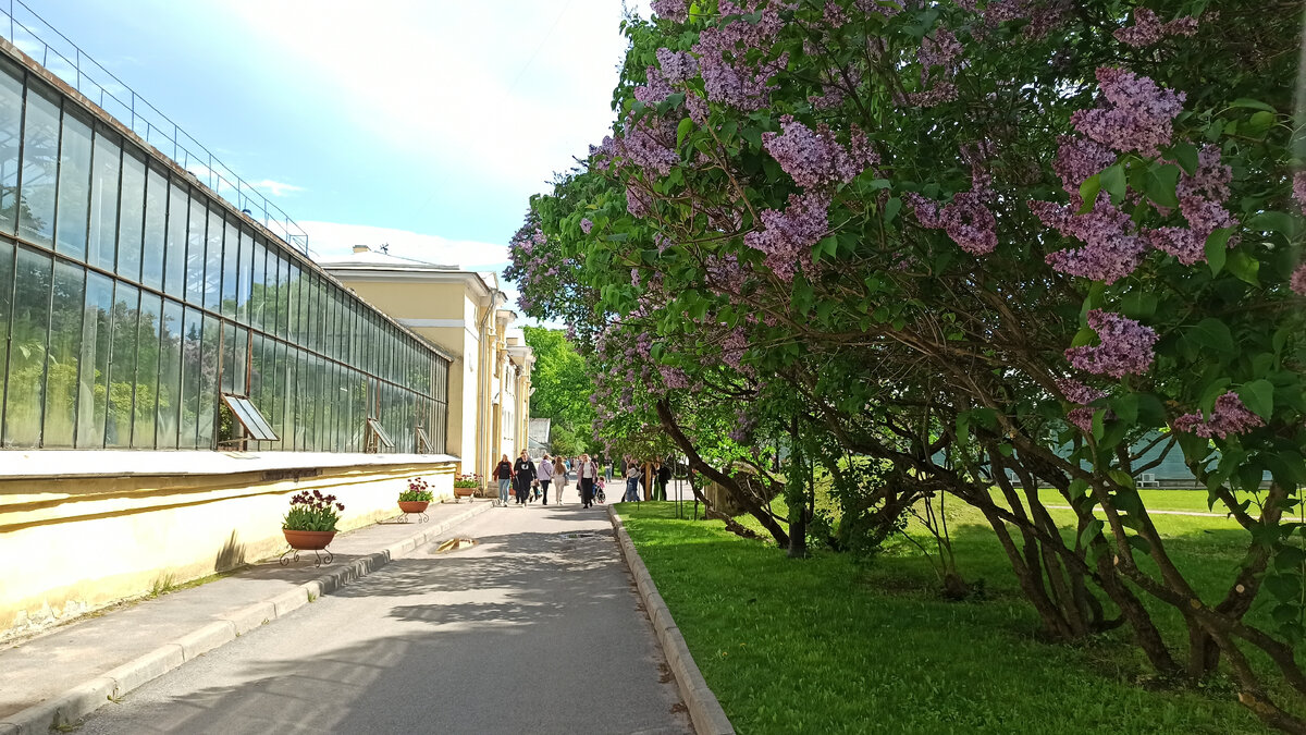 Ботанический сад начинается...... с ароматной сирени )) Застряла тут  на несколько минут. Очень люблю этот запах ♥♥♥