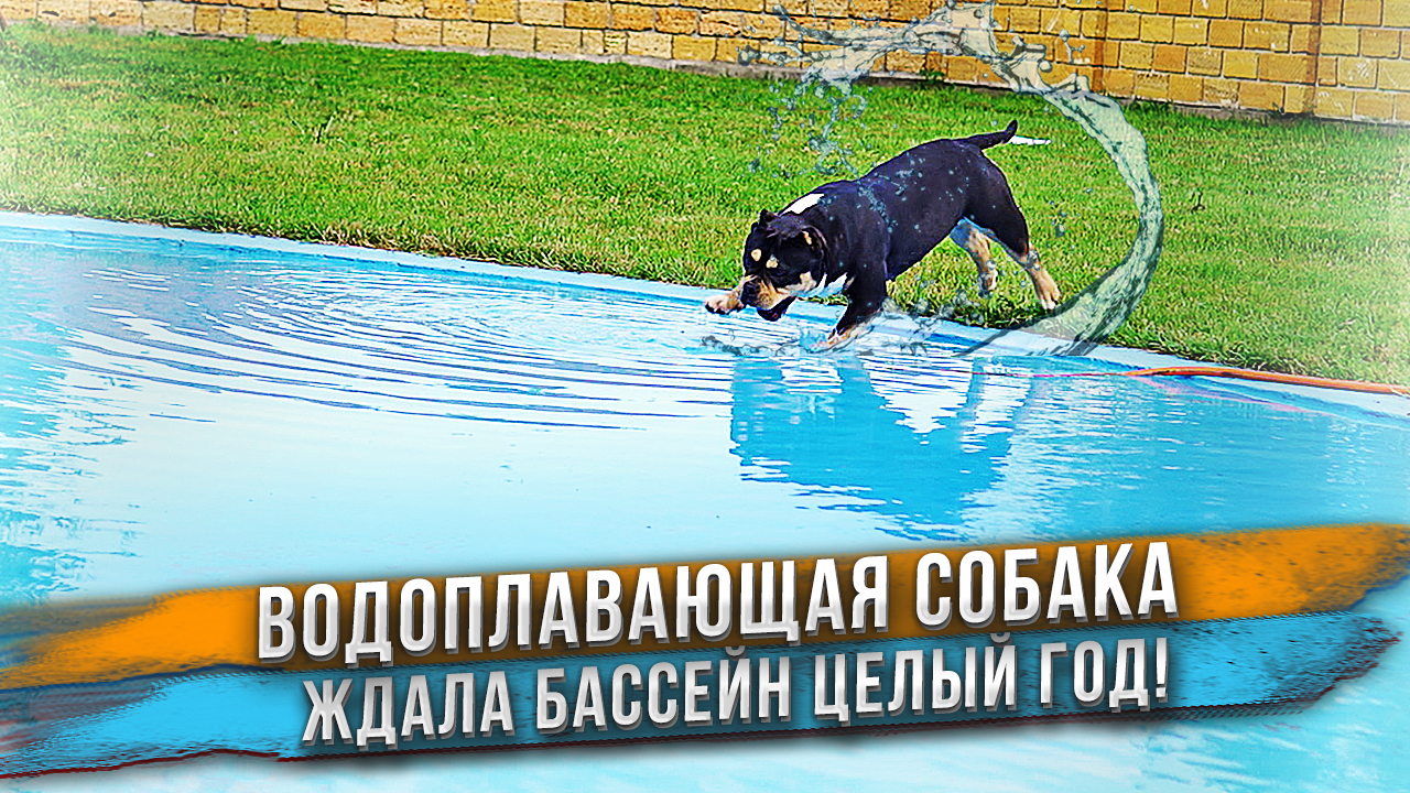 Собаку ждал сюрприз! Полный бассейн воды!