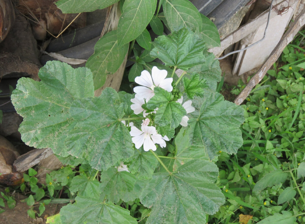 Просвирник приземистый (Malva pusilla