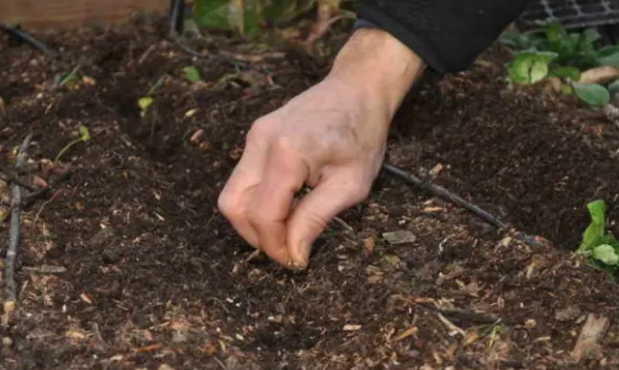 Посадка семян в почву. Посадка моркови весной в открытый грунт семенами. Удобрения для моркови в открытом. Прореживание корнеплодов. Морковь на грядке.