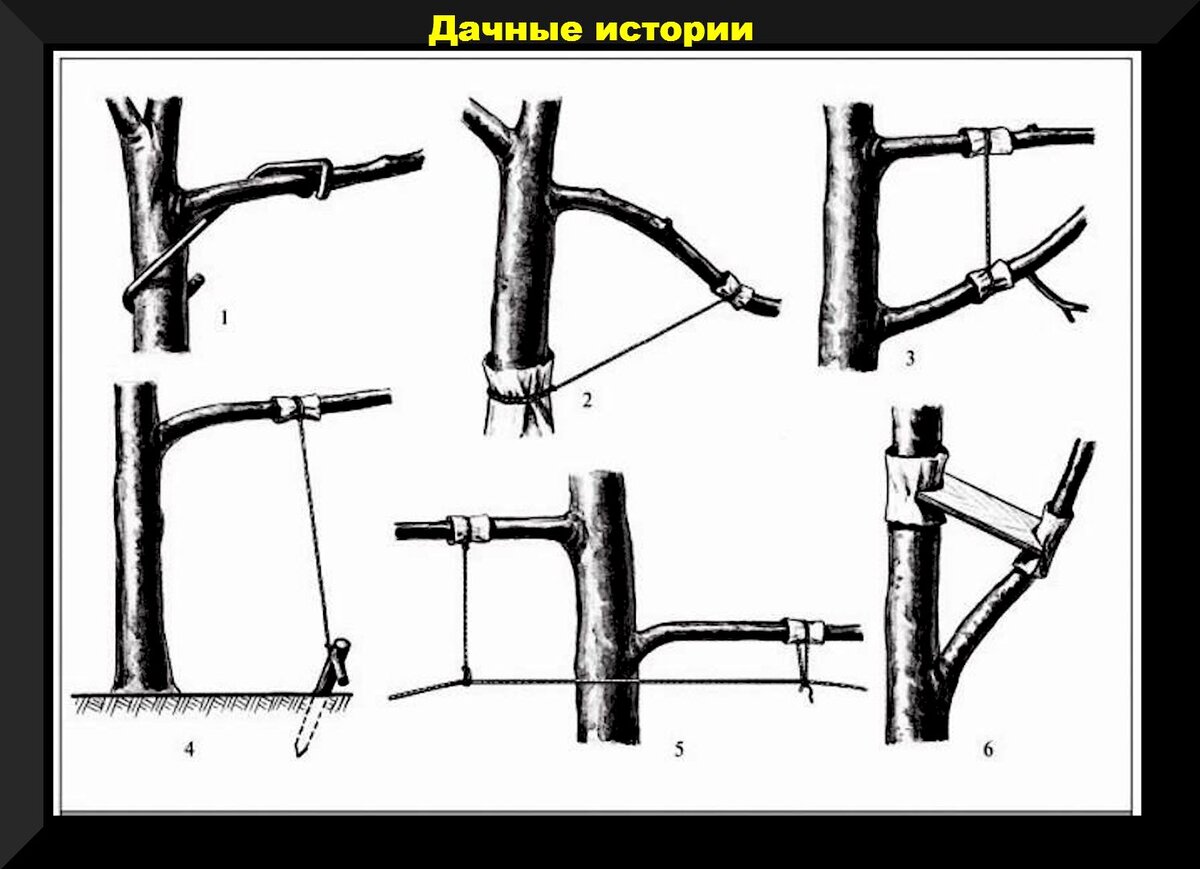 Приспособление для отгибания веток плодовых деревьев