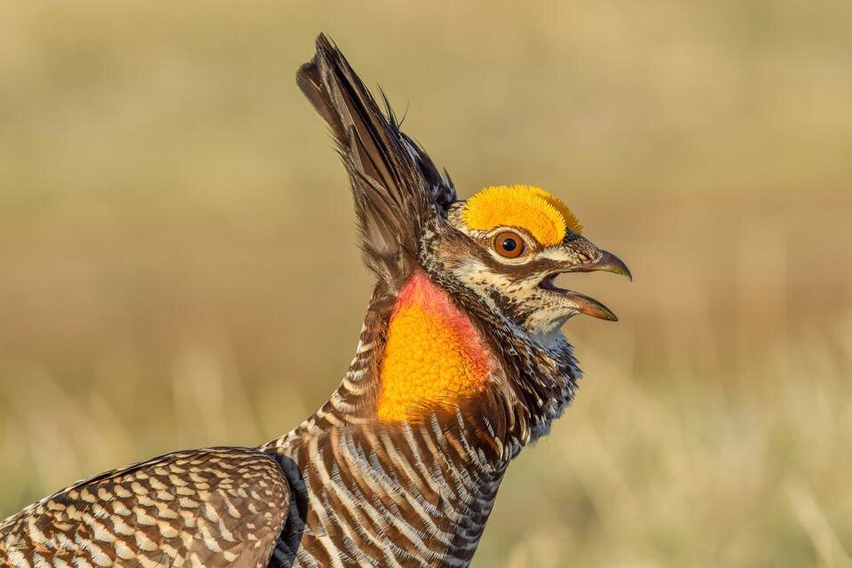     Лучшие фотографии птиц премии Audubon Photo Awards 2022