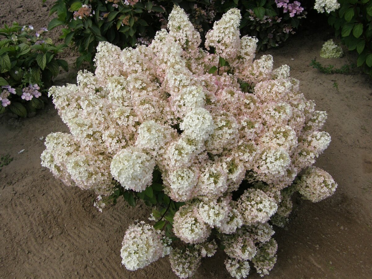 Hydrangea paniculata Bobo
