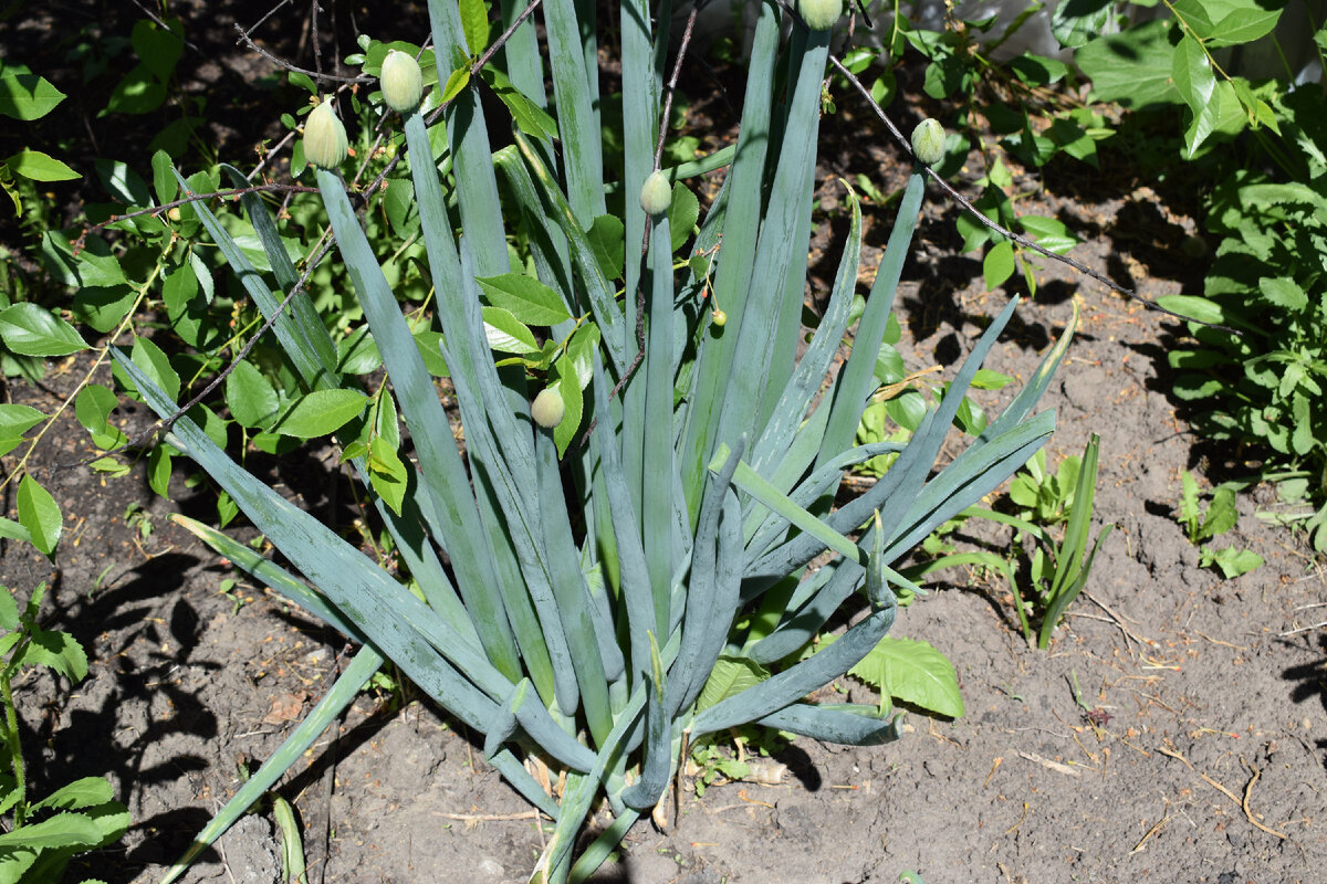 Лук батун изумрудный. Лук на зелень милано. Лук батун на зиму. Лук батун семена. Многолетний лук батун.